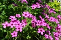 Pink flower. Spring and summer background