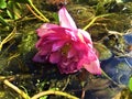 pink flower, spring time Royalty Free Stock Photo