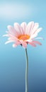 Minimalist Pink Daisy Flower Mobile Wallpaper