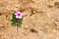 Pink flower stay on brown sand background Royalty Free Stock Photo