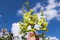 Pink flower Stockroses close up against a blue sky Royalty Free Stock Photo