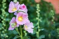 Pink flower Stockroses close up on greenery background Royalty Free Stock Photo