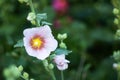 Pink flower Stockroses close up on greenery background Royalty Free Stock Photo