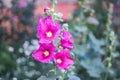Pink flower Stockroses close up on greenery background Royalty Free Stock Photo