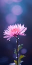 Minimalist Mobile Wallpaper: Elegant Aster In Sharp Focus