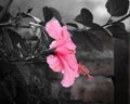 Pink flower with desaturated background