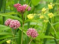 Pink flower of the Swamp Milkweed plant Royalty Free Stock Photo