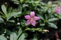 Pink flower. Talinum fruticosum