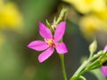 Pink flower of Talinum paniculatum plant
