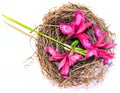 Pink flower tears cuckoo in the nest