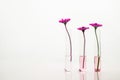 Pink flower in three test tubes with water in cosmetic science laboratory white background