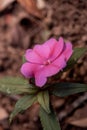 ManacÃÂ¡-da-serra Ã¢â¬â Tibouchina mutabilis Royalty Free Stock Photo