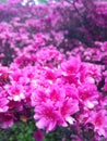 Pink Flower Tree at Biltmore Gardens