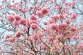 Pink flower tree in blooming,Tabebuia rosea, Pink Trumpet flower background