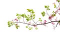 Pink flower and tree branch isolated on white background