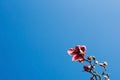 Pink flower from a tree with crazy clean blue sky.