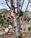 Pink flower and tree in Kalpa himachal paradesh