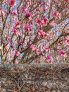 Pink Flower Tree In Modesto CA