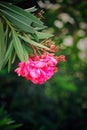 Pink Flower tree nature beauty AWESOMENESS