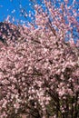 Pink flower tree...it's an Almond tree