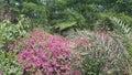 Pink flower trees Royalty Free Stock Photo