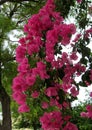 Pink flower trees in Nicosia, Cyprus Royalty Free Stock Photo
