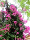 Pink flower trees in Nicosia, Cyprus Royalty Free Stock Photo