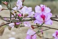Pink flower trees Royalty Free Stock Photo