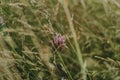 Pink flower of trifolium pratense red clover Royalty Free Stock Photo