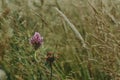 Pink flower of trifolium pratense red clover Royalty Free Stock Photo