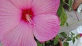 Pink flower tropical macro fullframe Royalty Free Stock Photo