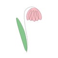 Pink flower tulip line drawing, vector illustration