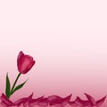 Pink flower Tulip petals on a background