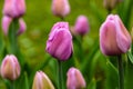 Pink flower of tulip sort Alibi.