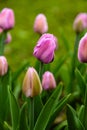 Pink flower of tulip sort Alibi.