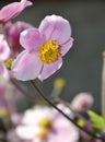 Pink flower under the sun light Royalty Free Stock Photo