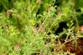 Pink Flower unique species plant from Pakistan