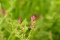 Pink Flower unique species plant from Pakistan