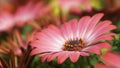 Pink flower on a unsharp background