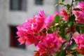 Pink flower and urbanisation Royalty Free Stock Photo