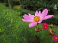 Pink flower background