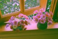 Pink flower vase with many tiny daisy blossom on wooden window frame Royalty Free Stock Photo
