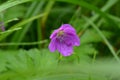 Pink flower with veins and a drop of rain