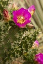 Pink flower of a walking stick cholla cactus in Connecticut