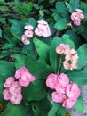 Pink flower wallpaper flowers nature Flowers bunch backdrop