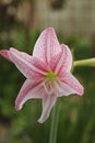 Pink star lilly flower or Wan See Tit