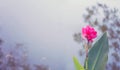 Pink flower on water blur background