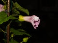 Pink flower with water droplets. Black background. Close-up picture Royalty Free Stock Photo