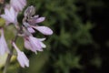 Pink flower with water droplets on green backdround Royalty Free Stock Photo