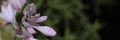 Pink flower with water droplets on green backdround Royalty Free Stock Photo